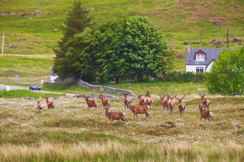 Start New Traditions with An All-Inclusive Pheasant Hunting Trip